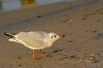 0012-0111; 2789 x 1867 pix; bird, seagull