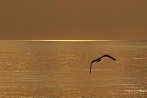 0012-0220; 2764 x 1850 pix; bird, seagull
