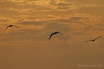 0012-0221; 3657 x 2448 pix; bird, seagull
