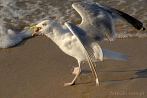 0012-0450; 3872 x 2592 pix; bird, seagull