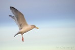 0012-0467; 3365 x 2253 pix; bird, seagull