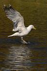 0012-0791; 1742 x 2604 pix; bird, seagull