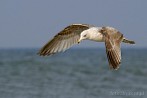 0012-0460; 2829 x 1893 pix; bird, seagull, sea