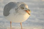 0012-1020; 3872 x 2592 pix; bird, seagull, winter