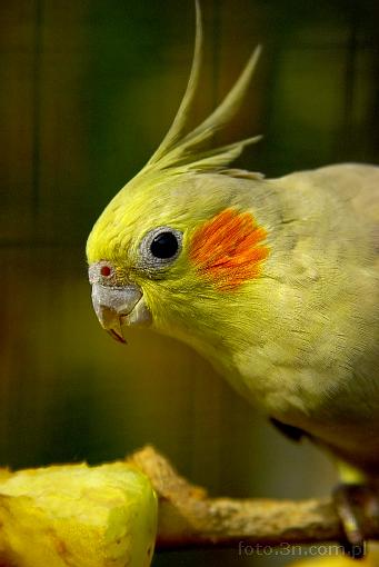bird; parrot