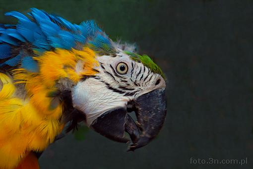 bird; parrot; macaw