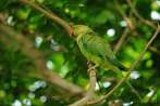0013-0200; 3783 x 2513 pix; Asia, India, bird, parrot, rose-ringed parakeet