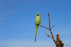 0013-0222; 3560 x 2364 pix; Asia, India, bird, parrot, rose-ringed parakeet