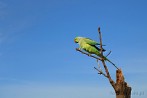 Asia; India; bird; parrot; rose-ringed parakeet