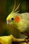 bird; parrot