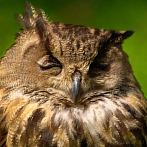 bird; eagle owl
