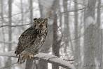 bird; eagle owl; owl; winter; snow