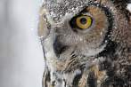 bird; eagle owl; owl; winter; snow