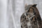 0014-0610; 3505 x 2328 pix; bird, eagle owl, owl, winter, snow
