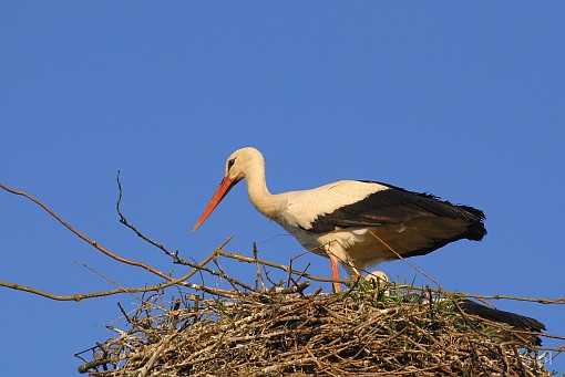 bird; stork; nest