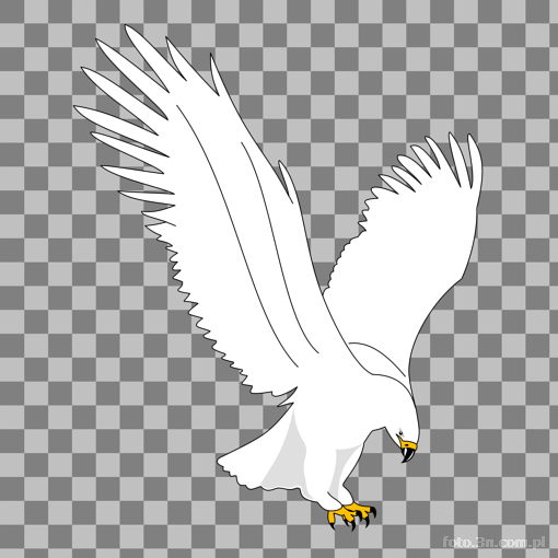 bird; eagle