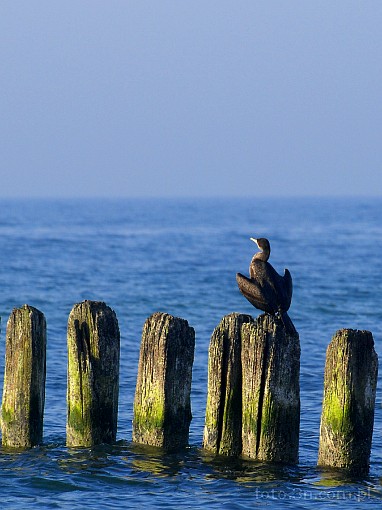 bird; cormorant