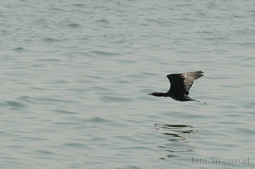 bird; cormorant; sea