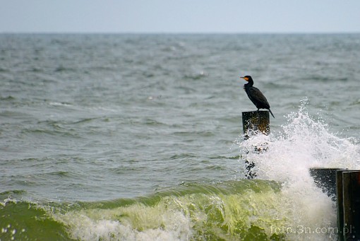 bird; cormorant; sea; wave