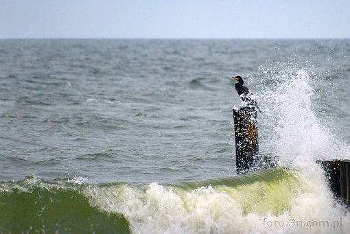 bird; cormorant; sea; wave