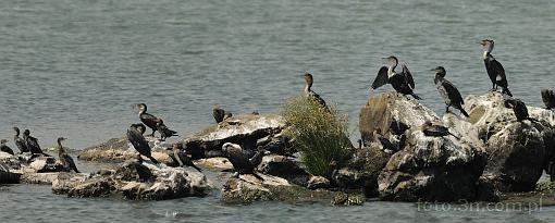 Africa; Kenya; bird; cormorant