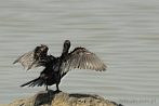 0021-3000; 3401 x 2258 pix; Africa, Kenya, bird, cormorant