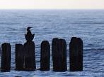 bird; cormorant