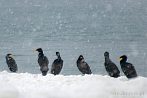 0021-2000; 2736 x 1831 pix; bird, cormorant, sea, winter, snow