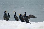 0021-2030; 3013 x 2017 pix; bird, cormorant, sea, winter, snow