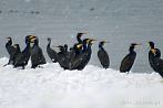 bird; cormorant; sea; winter; snow