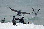 0021-2070; 3301 x 2210 pix; bird, cormorant, sea, winter, snow