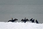 0021-2110; 2459 x 1648 pix; bird, cormorant, sea, winter, snow