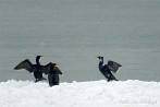 0021-2120; 2479 x 1660 pix; bird, cormorant, sea, winter, snow