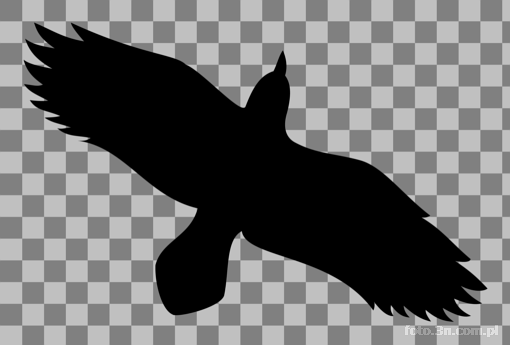 bird; raven; silhouette
