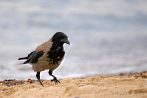 bird; crow