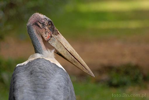 Africa; Kenya; bird; marabou; marabou stork