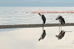 0025-2000; 4213 x 2798 pix; Africa, Kenya, Lake Nakuru, bird, marabou, marabou stork