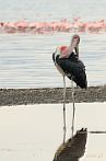 0025-2010; 2647 x 3985 pix; Africa, Kenya, Lake Nakuru, bird, marabou, marabou stork