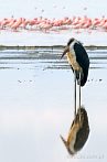 Africa; Kenya; Lake Nakuru; bird; marabou; marabou stork