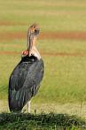 0025-1124; 2124 x 3198 pix; Africa, Kenya, bird, marabou, marabou stork