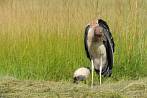 Africa; Kenya; bird; marabou; marabou stork
