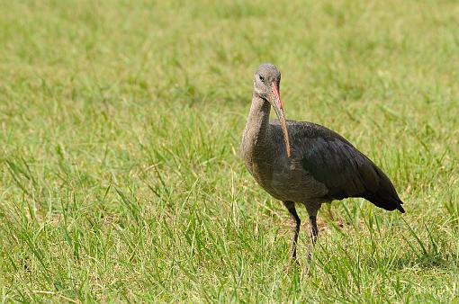 bird; ibis; hadeda ibis