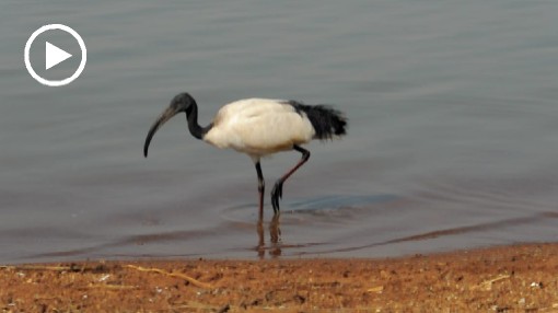 Africa; Kenya; bird; ibis; sacred ibis