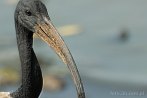 0026-0300; 2836 x 1884 pix; Africa, Kenya, bird, ibis, sacred ibis
