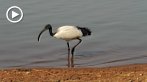 0026-1010; 1280 x 720 pix; Africa, Kenya, bird, ibis, sacred ibis