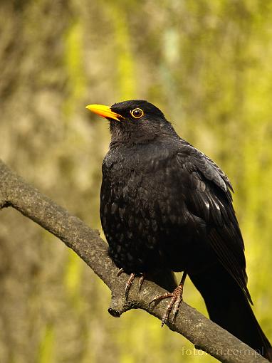 bird; blackbird