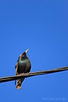 bird; starling