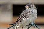 bird; sparrow