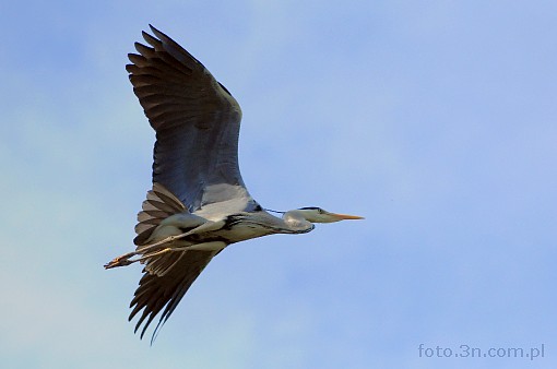 bird; grey heron