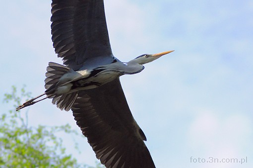 bird; grey heron